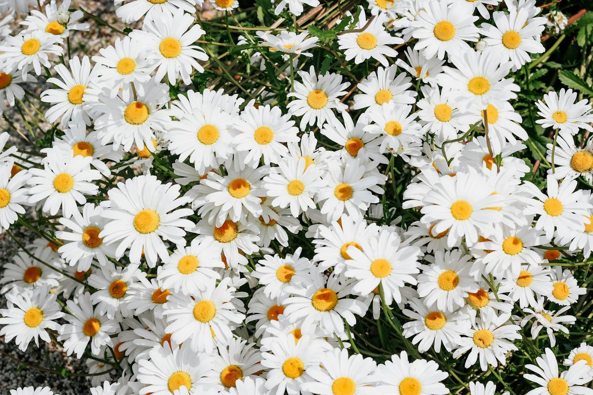 Aromatické oleje a voňavé vody